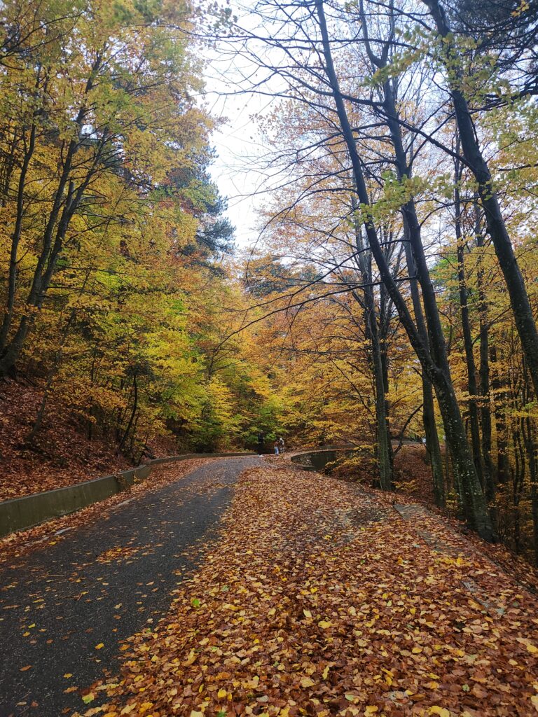 שלכת בפארק לאומי צ'אפשטמה, אוקטובר 2025